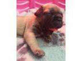 French Bulldog Puppy for sale in Oceanside, CA, USA