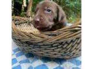 Labrador Retriever Puppy for sale in Travelers Rest, SC, USA