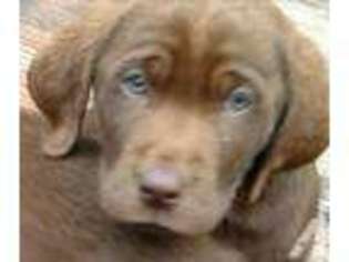 Labrador Retriever Puppy for sale in ALPINE, CA, USA
