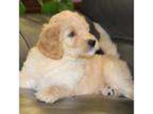 Mutt Puppy for sale in Lindale, TX, USA