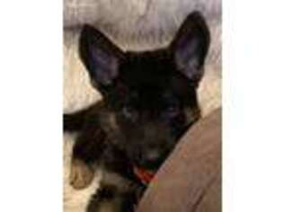 German Shepherd Dog Puppy for sale in Scroggins, TX, USA
