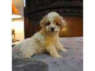Cavapoo Puppy for sale in Copan, OK, USA