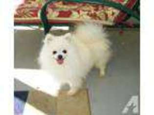 Pomeranian Puppy for sale in ANDERSON, SC, USA