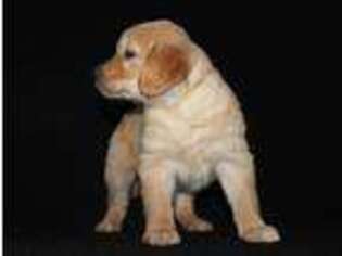 Golden Retriever Puppy for sale in Meadville, PA, USA