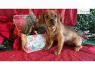 Cavachon Puppy for sale in Springfield, MO, USA