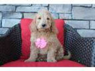 Goldendoodle Puppy for sale in Baltic, OH, USA