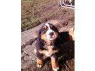 Bernese Mountain Dog Puppy for sale in Covington, OH, USA