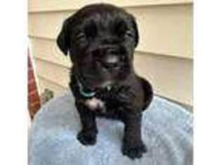 Cane Corso Puppy for sale in Newnan, GA, USA