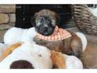 Soft Coated Wheaten Terrier Puppy for sale in Center Ridge, AR, USA