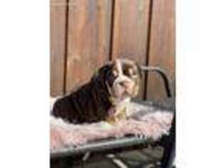 Bulldog Puppy for sale in Newman, CA, USA