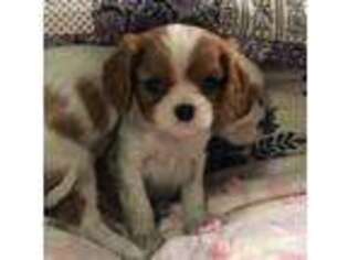 Cavalier King Charles Spaniel Puppy for sale in Evansville, WI, USA