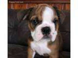 Olde English Bulldogge Puppy for sale in Marion, IN, USA