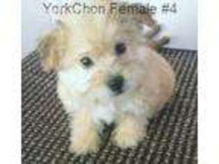 Yorkshire Terrier Puppy for sale in Gordonsville, TN, USA