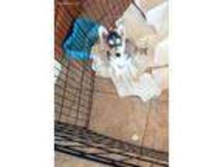 Siberian Husky Puppy for sale in Tucson, AZ, USA