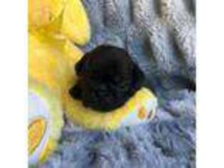Pug Puppy for sale in Charlotte, NC, USA