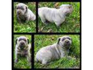 Cane Corso Puppy for sale in West Sacramento, CA, USA
