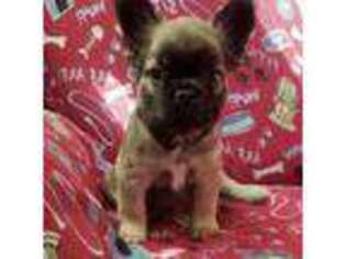 French Bulldog Puppy for sale in Tyrone, PA, USA