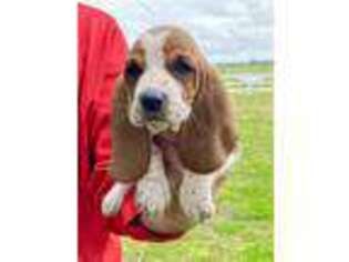 Basset Hound Puppy for sale in Branch, AR, USA