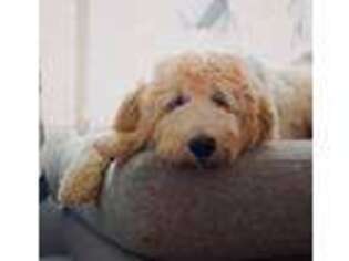 Goldendoodle Puppy for sale in Fort Valley, GA, USA