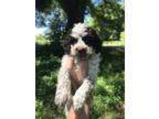 Goldendoodle Puppy for sale in Commerce, GA, USA