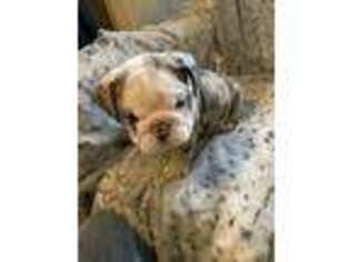 Bulldog Puppy for sale in Mount Vernon, TX, USA
