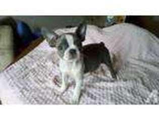 Boston Terrier Puppy for sale in TUNKHANNOCK, PA, USA