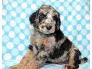 Mutt Puppy for sale in Utica, OH, USA