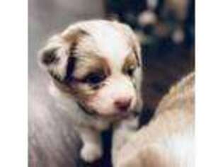 Miniature Australian Shepherd Puppy for sale in Westminster, MA, USA
