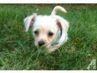 Mutt Puppy for sale in TAFTVILLE, CT, USA