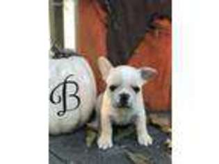 French Bulldog Puppy for sale in Du Quoin, IL, USA
