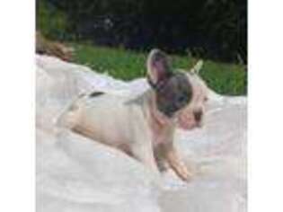French Bulldog Puppy for sale in Mena, AR, USA