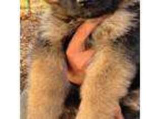 German Shepherd Dog Puppy for sale in Glenview, IL, USA