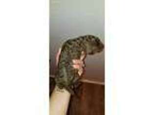 Mutt Puppy for sale in Wilmer, AL, USA