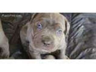 Neapolitan Mastiff Puppy for sale in Mount Dora, FL, USA