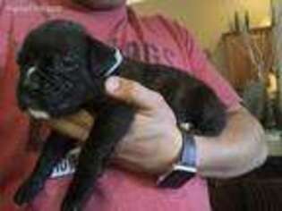 Boxer Puppy for sale in Slidell, LA, USA