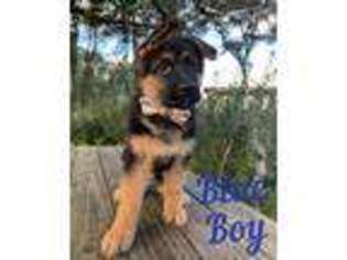 German Shepherd Dog Puppy for sale in Melrose, FL, USA
