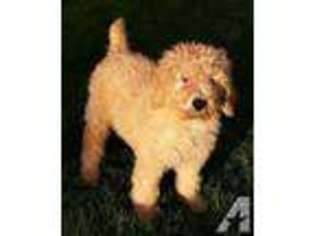 Goldendoodle Puppy for sale in RUSHVILLE, IN, USA