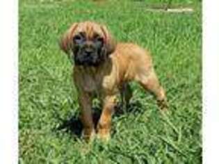 Cane Corso Puppy for sale in Mechanicsville, VA, USA