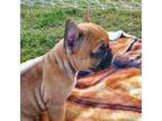 French Bulldog Puppy for sale in Ashburn, VA, USA