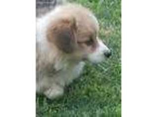 Pembroke Welsh Corgi Puppy for sale in Bakersfield, CA, USA