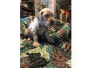 Goldendoodle Puppy for sale in Burlington, WI, USA