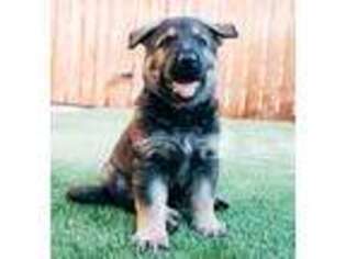 German Shepherd Dog Puppy for sale in Prescott, AZ, USA