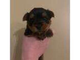 Yorkshire Terrier Puppy for sale in Cartersville, GA, USA