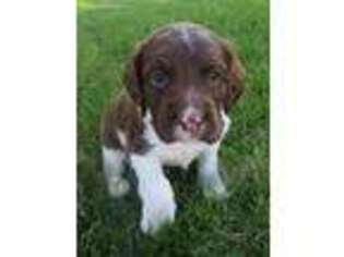 English Springer Spaniel Puppy for sale in Newmanstown, PA, USA