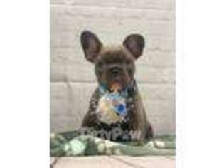 French Bulldog Puppy for sale in Wellsboro, PA, USA