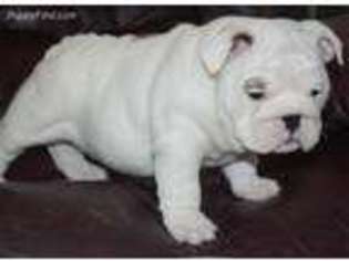 Bulldog Puppy for sale in Weiser, ID, USA