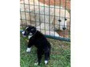Border Collie Puppy for sale in Oxford, NC, USA
