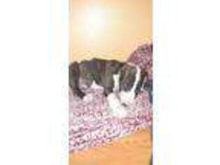 Bull Terrier Puppy for sale in Monett, MO, USA