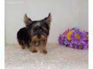 Yorkshire Terrier Puppy for sale in Neelyville, MO, USA