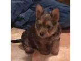 Australian Terrier Puppy for sale in Schuyler, NE, USA